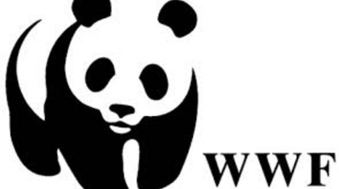 Wwf logo