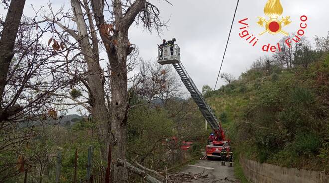 Intervento vvf a Taverna per un albero