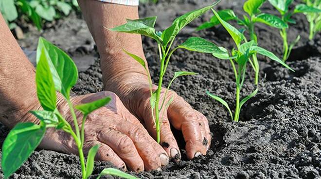 Agricoltura biologica psr calabria