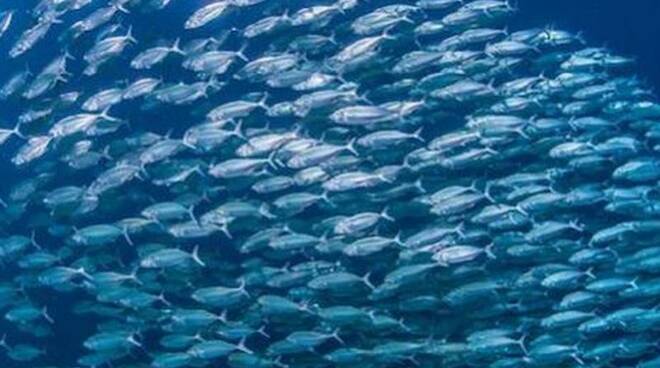 protezione e ripristino biodiversità calabria