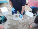uova di tartaruga trovate sulla spiaggia a Soverato