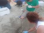 uova di tartaruga trovate sulla spiaggia a Soverato