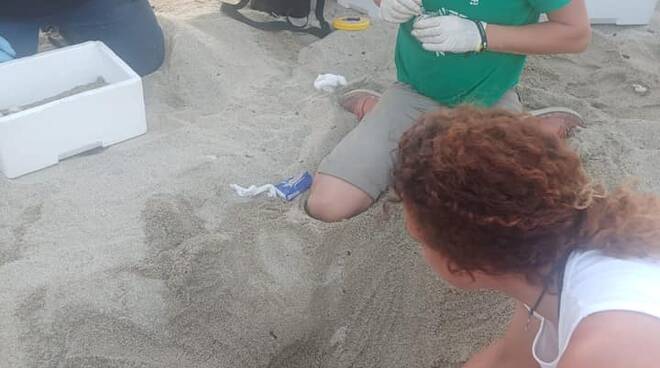 uova di tartaruga trovate sulla spiaggia a Soverato