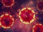 coronavirus