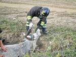 mucca scandale vigili del fuoco