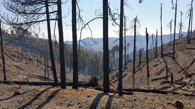 domato incendio calabria