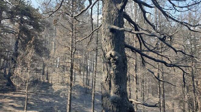 domato incendio calabria