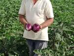 farmer market crotone