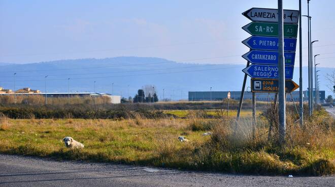 cane area industriale lamezia