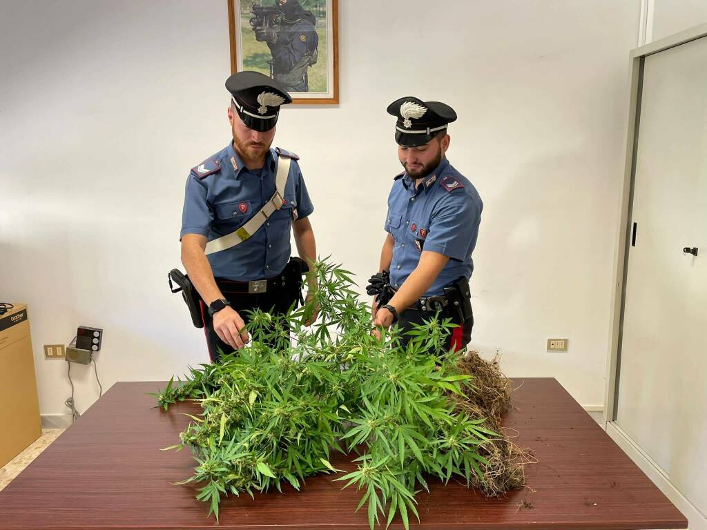 detiene due piante di marijuana, denunciato