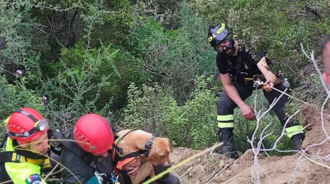 Cucciolo salvato da Vigili